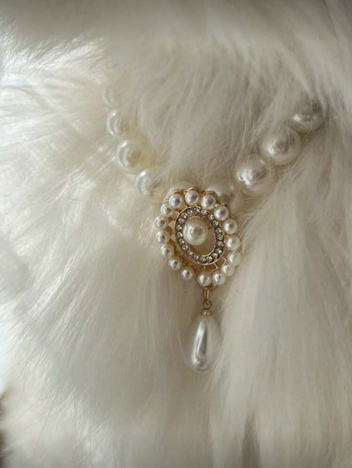 Collier pour Chat et Chien