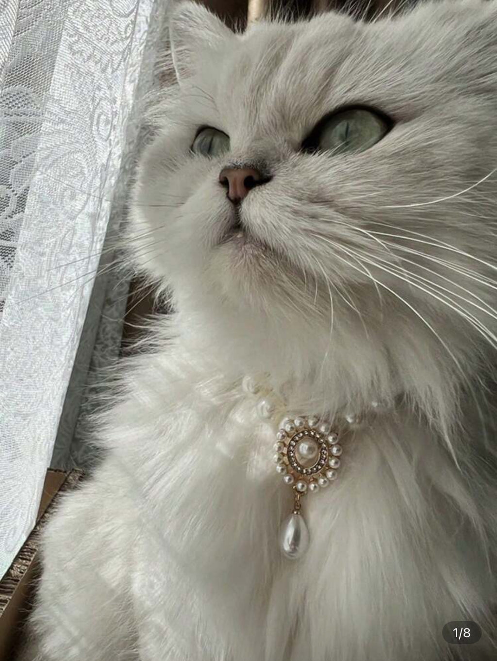 Collier pour Chat et Chien