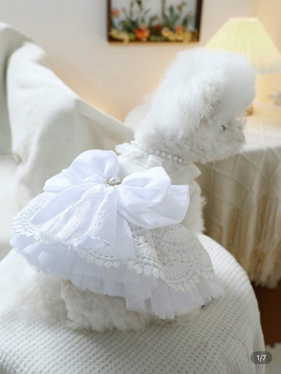 Robe Mariage Chat et Chien
